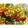 Pyracantha Orange Caudane (1)