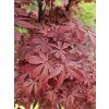 Javor dlanitolistý 'Skeeter's Broom'  Acer palmatum 'Skeeter's Broom'