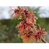 Vilín prostřední 'Jelena'  Hamamelis x intermedia 'Jelena'