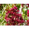 Malus Royalty (3)