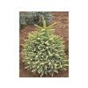 Jedle španělská 'Aurea'  Abies pinsapo 'Aurea'