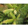 Jedle španělská 'Aurea'  Abies pinsapo 'Aurea'