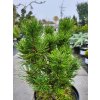 Pinus mugo 'Mikul�ovice' (1)