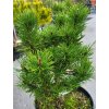 Pinus mugo 'Mikul�ovice' (2)