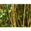Svída výběžkatá 'Flaviramea'  Cornus sericea 'Flaviramea'