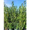 Bobkovišeň lékařská 'Elly'  Prunus laurocerasus  'Elly'