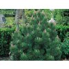 Borovice Heldreichova 'Compact Gem'  Pinus heldreichii 'Compact Gem'