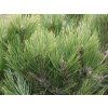 Borovice Heldreichova 'Compact Gem'  Pinus heldreichii 'Compact Gem'