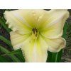 Denivka 'White Dragon' - Hemerocallis 'White Dragon'  Hemerocallis 'White Dragon'