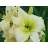 Denivka 'White Dragon' - Hemerocallis 'White Dragon'  Hemerocallis 'White Dragon'