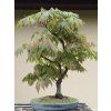 84188 javor japonsky aconitifolium