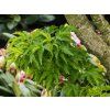 Acer palmatum Crispifolium (1)