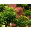 Acer palmatum Crispifolium (2)