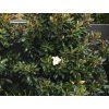 Šácholán velkokvětý 'Little Gem'  Magnolia grandiflora 'Little Gem'