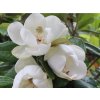 Šácholán velkokvětý 'Maryland'  Magnolia grandiflora 'Maryland'