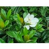 Šácholán velkokvětý 'Maryland'  Magnolia grandiflora 'Maryland'