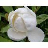 Šácholán velkokvětý 'Maryland'  Magnolia grandiflora 'Maryland'