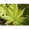Javor dlanitolistý 'Summer Gold'  Acer palmatum 'Summer Gold'