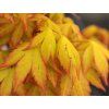 Javor dlanitolistý 'Summer Gold'  Acer palmatum 'Summer Gold'