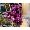 Cercis Oklahoma