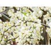 Cercis Vanilla Twist (1)