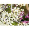 Cercis Vanilla Twist (2)