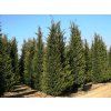 Cypřišovec Leylandův  Cupressocyparis leylandii