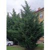Cypřišovec Leylandův  Cupressocyparis leylandii