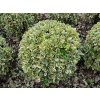 Brslen japonský 'Bravo'  Euonymus japonicus 'Bravo'