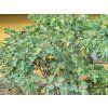 Fíkovník smokvoň 'Dauphine'  Ficus carica 'Dauphine'
