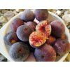 Fíkovník smokvoň 'Dauphine'  Ficus carica 'Dauphine'