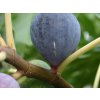 Fíkovník smokvoň 'Noire de Caromb'  Ficus carica 'Noire de Caromb'