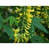 Štedřenec alpský 'Pendulum'  Laburnum alpinum 'Pendulum'