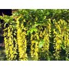 Štedřenec alpský 'Pendulum'  Laburnum alpinum 'Pendulum'