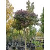 Liquidambar Gumball