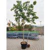 platanifolia2