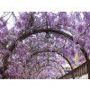 arco