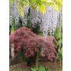 Vistárie čínská  Wisteria sinensis