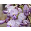 Vistárie čínská 'Amethyst'  Wisteria sinensis 'Amethyst'