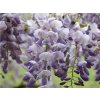 Vistárie čínská 'Amethyst'  Wisteria sinensis 'Amethyst'