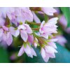 Rhapiolepis umbellata2
