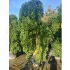 Jerlín japonský 'Pendula'  Sophora japonica 'Pendula'