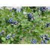 Kanadská borůvka 'Atlantic'  Vaccinium corymbosum 'Atlantic'