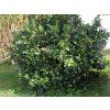 Bobkovišeň lékařská 'Mano'  Prunus laurocerasus 'Mano'