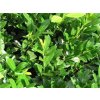 Bobkovišeň lékařská 'Mano'  Prunus laurocerasus 'Mano'