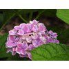 Hortenzie velkolistá 'Frau Mariko'  Hydrangea macrophylla 'Frau Mariko'