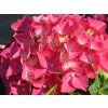Hortenzie velkolistá 'Leuchtfeuer'  Hydrangea macrophylla 'Leuchtfeuer'