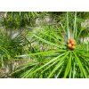 85085 1 pajehlicnik preslenity beauty green
