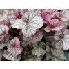 Dlužicha 'Northern Exposure Silver' - Heuchera 'Northern Exposure Silver'  Heuchera 'Northern Exposure Silver'