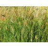 Pennisetum Hameln